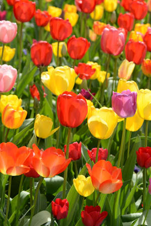 Tulip Gardenの写真素材