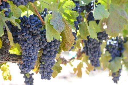 Red Wine Grapes on the Vine