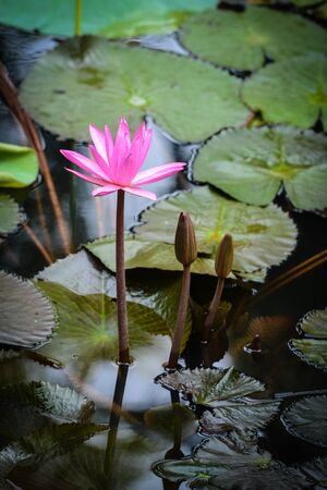 Pink Lotus Water Lillyの写真素材