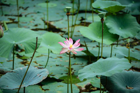 Pink Lotus Water Lillyの写真素材