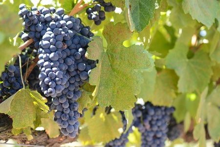 Red Wine Grapes on the Vineの写真素材