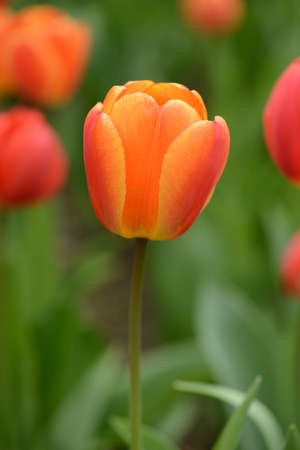 Red and Orange Tulip in Springの写真素材