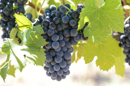 Red Wine Grapes on the Grapevineの写真素材