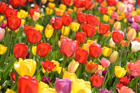 Tulip Garden in Springの写真素材