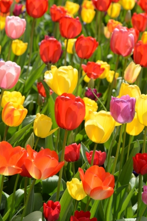 Tulip Garden in Springの写真素材