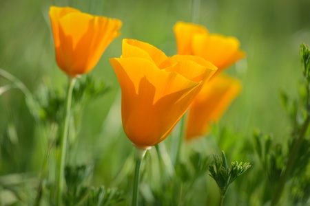 California Orange Poppyの写真素材
