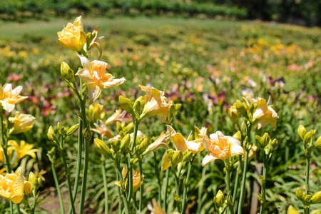 Orange Lilly in a Gardenの写真素材