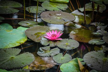 Pink Lotusの写真素材