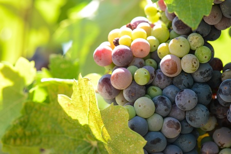 Red and Green Grapes on the Vineの写真素材