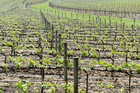 Vineyard in the Springの写真素材