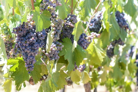 Bunches of Red Grapes on the Vineの写真素材