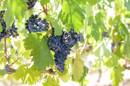 Red Grapes on the Vineの写真素材