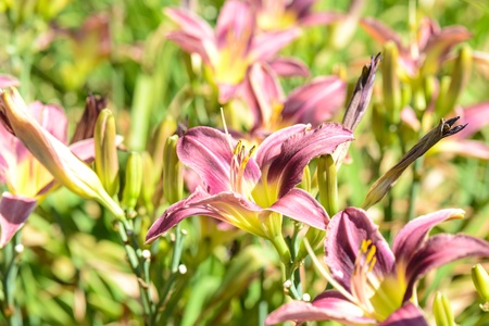 Purple Lilyの写真素材