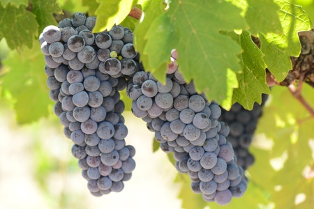 Red Grapes on the Vineの写真素材