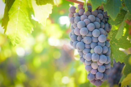 Red Grapes on the Vineの写真素材