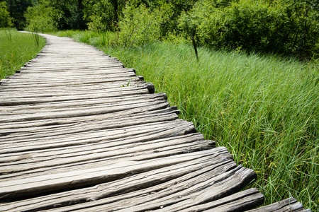 Wooden Path in the Forestの写真素材