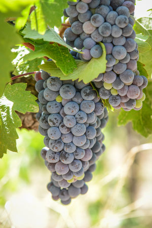 Grapes on the Vineの写真素材