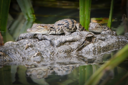 Crocodile with two Babiesの写真素材
