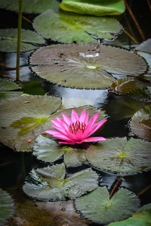 Pink Lotus Flowerの写真素材