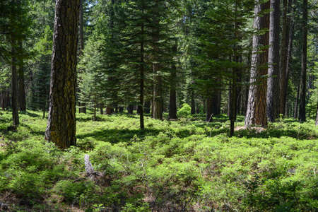 Forestの写真素材