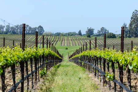 Napa Valley California Vineyards in Springの写真素材