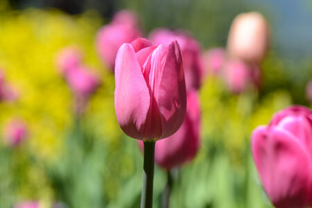 Pink Tulip in the Gardenの写真素材