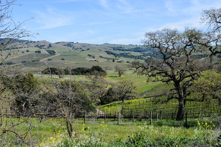 Napa Valley California Vineyard in Springの写真素材