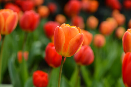 Red and Orange Tulipの写真素材
