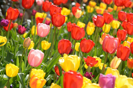 Tulips in the Springの写真素材