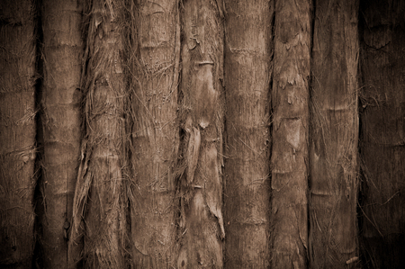 Bamboo Tropical Backgroundの写真素材