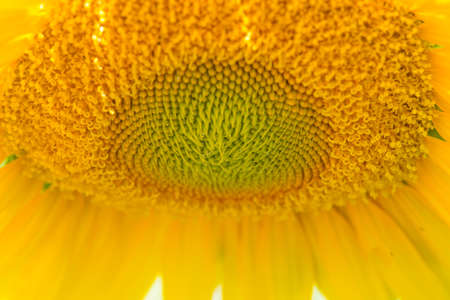 Sunflower Close Upの写真素材
