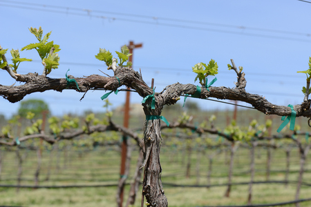 Grapevine in Spring with Blue Skyの写真素材