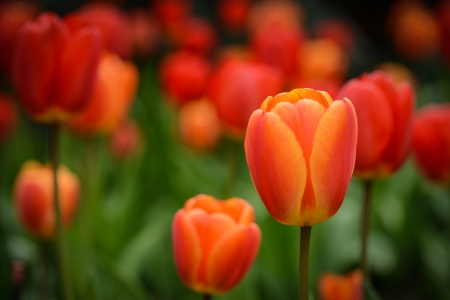 Red and Orange Tulipsの写真素材