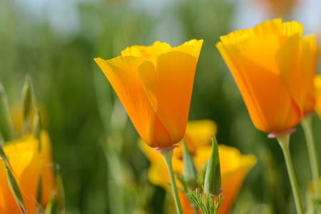 California Orange Poppy Macro Close Upの写真素材