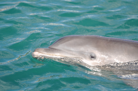 Dolphin in the Water