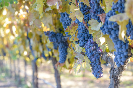 Grapes on the Vineの写真素材
