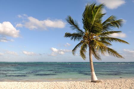Palm Tree with Beach and Sandの写真素材
