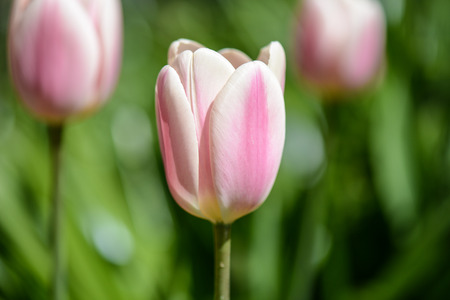 Pink and White Tulipsの写真素材