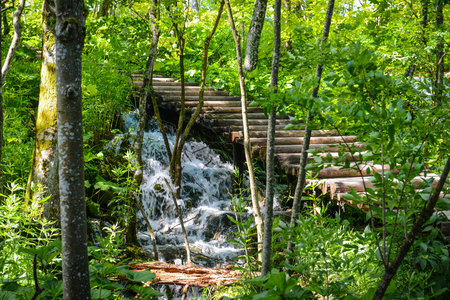 Hiking Trail in the Forestの写真素材