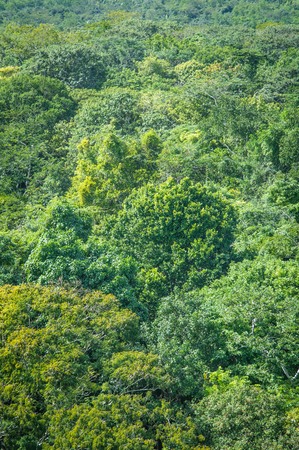Rainforest Backgroundの写真素材