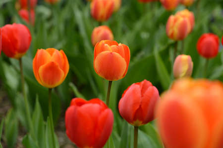 Red and Orange Tulipsの写真素材