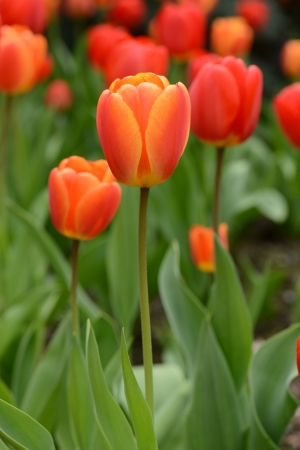 Red and Orange Tulipsの写真素材