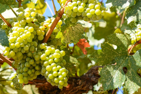 Green Grapesの写真素材
