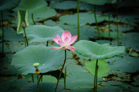 Pink Water Lillyの写真素材
