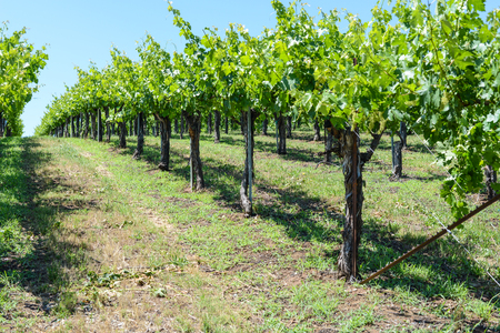 Grapevines in the Springの写真素材