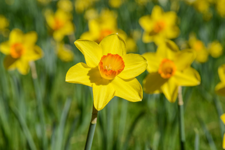 Daffodil in Springの写真素材
