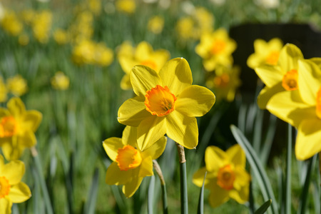Daffodil in Springの写真素材