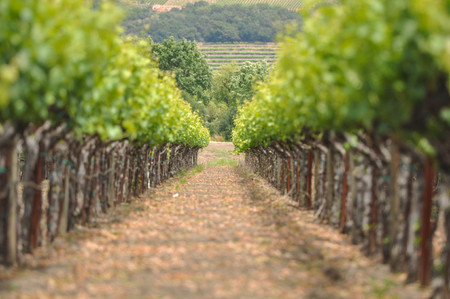 Vineyard in the Springの写真素材