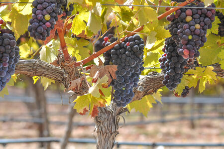 Grapes on the Vine in the Fall Season