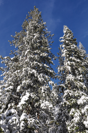 Snow Covered Treesの写真素材